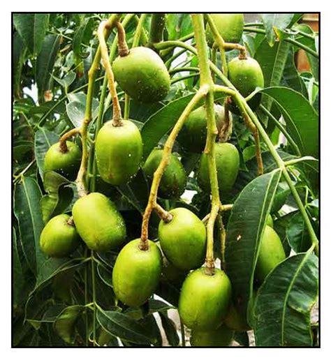balolong fruit|Spondias dulcis .